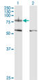 Integrin beta-8 antibody, LS-C197560, Lifespan Biosciences, Western Blot image 