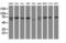 Coiled-Coil Domain Containing 93 antibody, M12181-1, Boster Biological Technology, Western Blot image 
