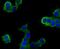 Plexin A1 antibody, NBP2-75623, Novus Biologicals, Immunofluorescence image 
