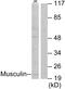 Musculin antibody, LS-C118701, Lifespan Biosciences, Western Blot image 
