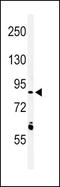 Leucine-rich repeat neuronal protein 3 antibody, PA5-24841, Invitrogen Antibodies, Western Blot image 