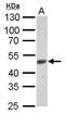 F-box/LRR-repeat protein 3 antibody, GTX110755, GeneTex, Western Blot image 