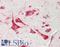 SERPINE1 MRNA Binding Protein 1 antibody, LS-B13540, Lifespan Biosciences, Immunohistochemistry paraffin image 