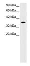 Retina and anterior neural fold homeobox protein antibody, PA1-24451, Invitrogen Antibodies, Western Blot image 
