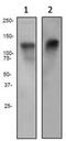 Nuclear Factor Of Activated T Cells 2 antibody, TA307580, Origene, Western Blot image 