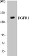 Fibroblast Growth Factor Receptor 1 antibody, EKC1211, Boster Biological Technology, Western Blot image 