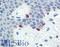 Melan-A antibody, LS-B2665, Lifespan Biosciences, Immunohistochemistry frozen image 