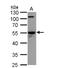 Cell Division Cycle 20 antibody, NBP2-15825, Novus Biologicals, Western Blot image 