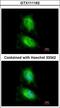 Mitogen-Activated Protein Kinase 8 Interacting Protein 2 antibody, LS-C109448, Lifespan Biosciences, Immunofluorescence image 