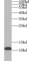 C-X-C Motif Chemokine Ligand 13 antibody, FNab02094, FineTest, Western Blot image 