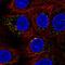 Small G Protein Signaling Modulator 3 antibody, HPA048980, Atlas Antibodies, Immunocytochemistry image 