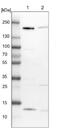 Golgin subfamily A member 3 antibody, NBP1-91953, Novus Biologicals, Western Blot image 