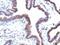 F-Box Protein 5 antibody, orb388157, Biorbyt, Immunohistochemistry paraffin image 