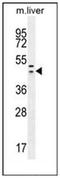 HEXIM P-TEFb Complex Subunit 1 antibody, AP52035PU-N, Origene, Western Blot image 