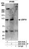 Ubiquitin carboxyl-terminal hydrolase 16 antibody, A301-614A, Bethyl Labs, Immunoprecipitation image 