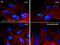 Mouse IgG (H+L) antibody, A28174, Invitrogen Antibodies, Immunofluorescence image 