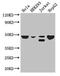 TIP47 antibody, CSB-PA013294LA01HU, Cusabio, Western Blot image 
