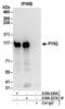 Protein Tyrosine Kinase 2 Beta antibody, A304-227A, Bethyl Labs, Immunoprecipitation image 