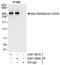 Myosin-XVIIIa antibody, A301-597A, Bethyl Labs, Immunoprecipitation image 