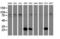 Ubiquitin C-Terminal Hydrolase L1 antibody, LS-C337632, Lifespan Biosciences, Western Blot image 