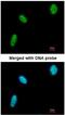 DExD-Box Helicase 39A antibody, NBP1-31407, Novus Biologicals, Immunocytochemistry image 