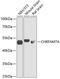 CHRNA7 (Exons 5-10) And FAM7A (Exons A-E) Fusion antibody, 14-535, ProSci, Western Blot image 