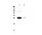 Mannose Binding Lectin 2 antibody, LS-C662932, Lifespan Biosciences, Western Blot image 