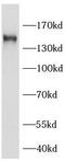 KIAA0319 Like antibody, FNab04530, FineTest, Western Blot image 