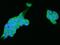 Proteasome 26S Subunit, ATPase 2 antibody, 200795-T02, Sino Biological, Immunohistochemistry frozen image 