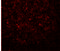 Schlafen Family Member 14 antibody, 5543, ProSci, Immunofluorescence image 