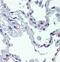 Complement component C1q receptor antibody, 14-0939-82, Invitrogen Antibodies, Immunohistochemistry paraffin image 