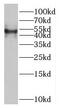 Nucleoporin 50 antibody, FNab05924, FineTest, Western Blot image 