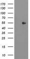 Sedoheptulokinase antibody, CF503321, Origene, Western Blot image 