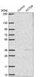 Potassium Channel Tetramerization Domain Containing 6 antibody, PA5-57520, Invitrogen Antibodies, Western Blot image 