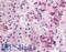 Endothelin B receptor-like protein 2 antibody, LS-A403, Lifespan Biosciences, Immunohistochemistry frozen image 