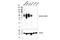 Tumor Associated Calcium Signal Transducer 2 antibody, 47866S, Cell Signaling Technology, Western Blot image 