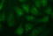 Fibrinogen Gamma Chain antibody, LS-C338397, Lifespan Biosciences, Immunofluorescence image 