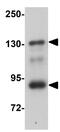 Protein transport protein Sec16B antibody, GTX85204, GeneTex, Western Blot image 