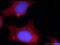 NUMB Endocytic Adaptor Protein antibody, 18701-1-AP, Proteintech Group, Immunofluorescence image 