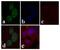 Jun Proto-Oncogene, AP-1 Transcription Factor Subunit antibody, 39-7500, Invitrogen Antibodies, Immunofluorescence image 