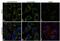 Enoyl-CoA Hydratase 1 antibody, A21972, Invitrogen Antibodies, Immunofluorescence image 