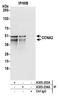 Cyclin A2 antibody, A305-253A, Bethyl Labs, Immunoprecipitation image 