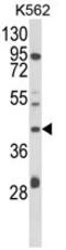 Coenzyme Q3, Methyltransferase antibody, AP17950PU-N, Origene, Western Blot image 