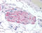 Elongator Complex Protein 1 antibody, AP07495PU-N, Origene, Immunohistochemistry frozen image 