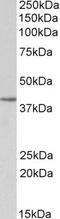Secreted frizzled-related protein 4 antibody, orb20135, Biorbyt, Western Blot image 