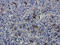 Catenin Delta 1 antibody, orb48338, Biorbyt, Immunohistochemistry paraffin image 