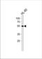 Akt antibody, TA325176, Origene, Western Blot image 