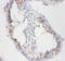 Sperm mitochondrial-associated cysteine-rich protein antibody, LS-C285611, Lifespan Biosciences, Immunohistochemistry paraffin image 