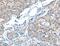 ADAMTS Like 1 antibody, MBS2521044, MyBioSource, Immunohistochemistry frozen image 