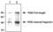 Leucine-rich repeat and death domain-containing protein antibody, NBP1-97595, Novus Biologicals, Western Blot image 